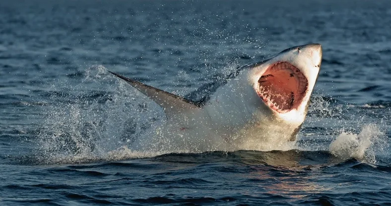 В Бразилии ребенок погиб из за нападения акулы