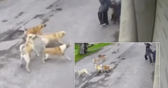 İtlərin hücum anında ana özünü övladlarına sipər etdi