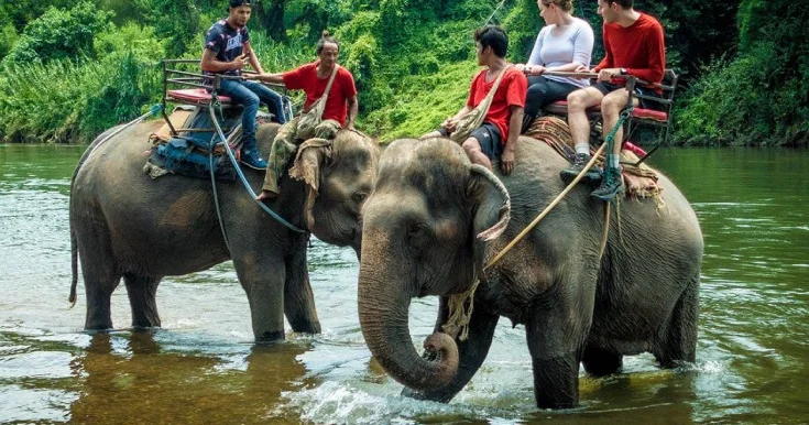 İndoneziyada fillərə minmək qadağan edildi