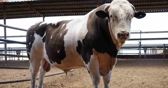 Tanışının danalarına görə altı il iş aldı: Yenidən hakim qarşısına çıxacaq