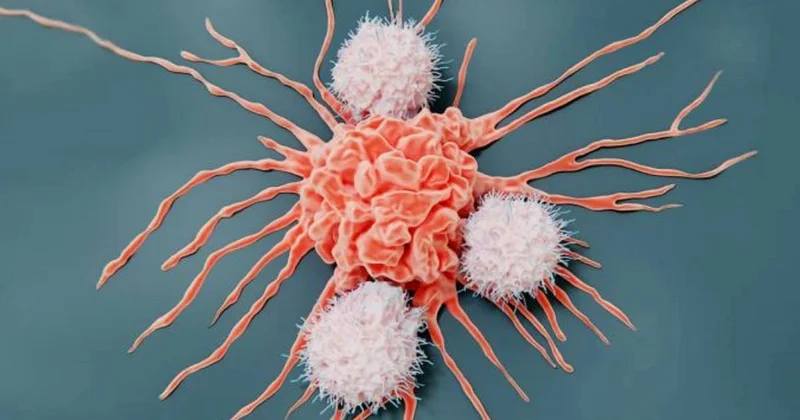 Alimlər siçanlarda pankreas xərçəngini müalicə etməyi bacardılar