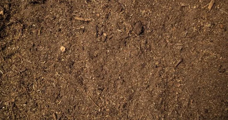 Elm dünyasında inqilab: Saniyədə 1000 dəfə dönərək elektrik istehsal edən canlı tapıldı