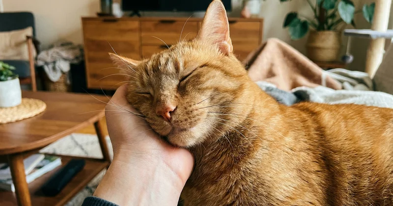 Мурлычет не значит довольна: что важно знать владельцам кошек