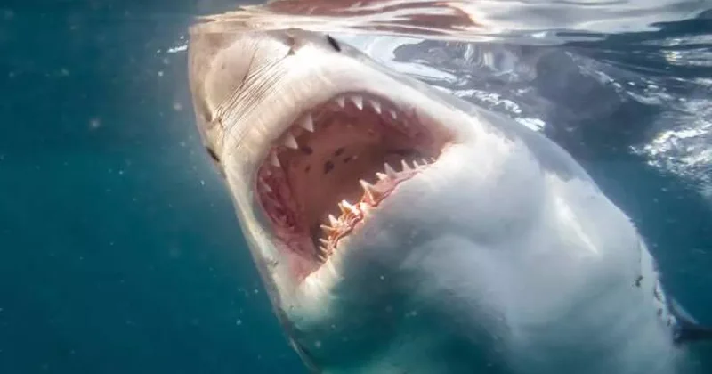 В Бразилии акула напала на подростка