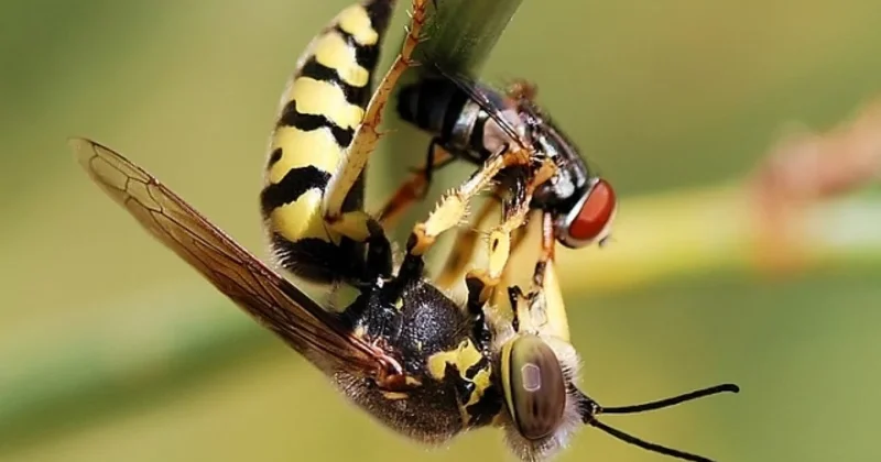 Arılar, həşəratlar müəmmalı şəkildə sürətlə yoxa çıxır