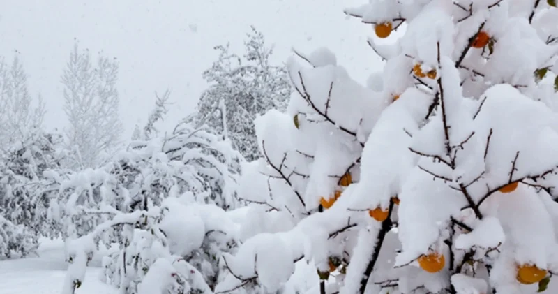 Морозы из Турции дойдут до Азербайджана ПРОГНОЗ специалиста