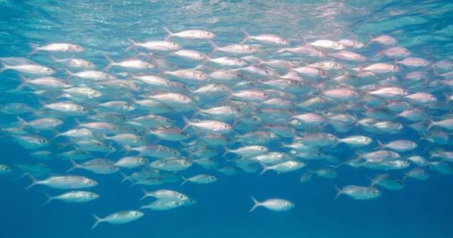 İvaşi sardinalarından alınan Omeqa 3 zədədən sonra beyni qoruyur...