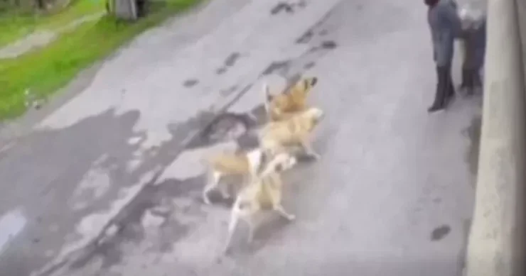 Трагедия, которой удалось избежать: стая собак атаковала мать с детьми пригороде Баку ВИДЕО