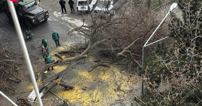 В Гарачухуре дерево упало на дорогу: движение ограничено ФОТО