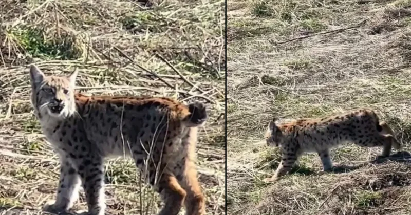 Təbiətdə nadir baş verən bir an Səssizliyin hökmranı göründü