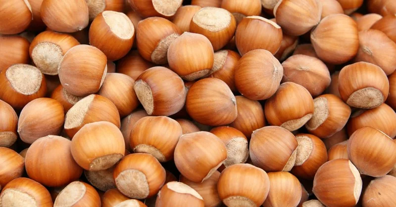 Meşə fındığının ixracından qazanc artıb