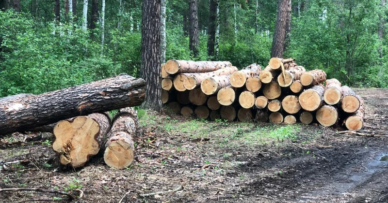 В Азербайджане незаконно вырубили деревья на 108 тысяч манатов