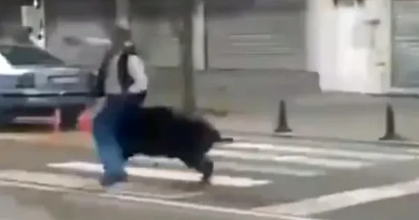 Türkiyədə şəhərə girən qaban 3 nəfəri yaraladı