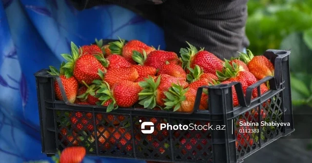 В Джалилабаде начался сезон сбора клубники