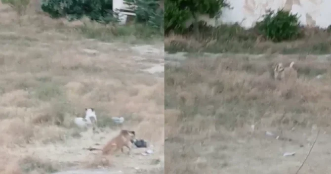 Biləcəridə küçə itləri təhlükə saçır: Bir azyaşlını dişləyiblər