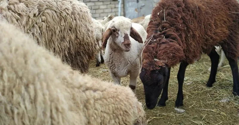 Mal bazarlarında qurbanlıq qoyunların qiyməti açıqlanıb SİYAHI