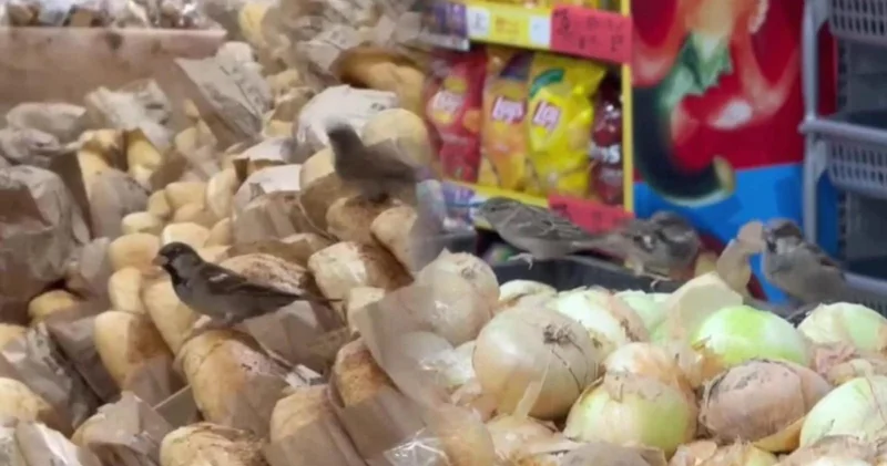 Sərçələr Bakıda məşhur marketin “qonağı” oldu VİDEO
