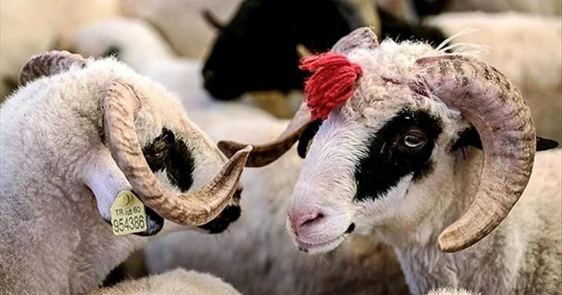 Qurban bayramı ərəfəsində heyvan bazarnda son vəziyyət VİDEO KONKRET