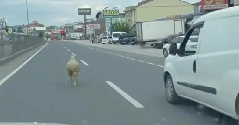 Yalovada qaçan qurbanlıq qoyun nəqliyyatı bir birinə qatdı
