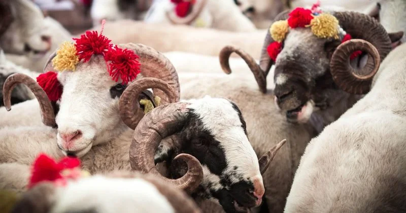 Yəhudilik və Xristianlıqda niyə Qurban Bayramı yoxdur?