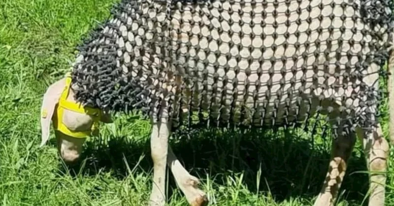 Qoyunları canavarlardan qoruyan kostyum hazırladılar, sosial medianı etirazlar bürüdü