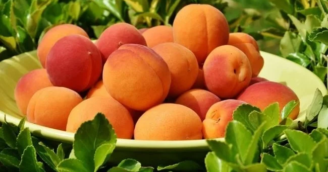 Hər gün ərik yesəniz, orqanizminizdə bunlar olacaq