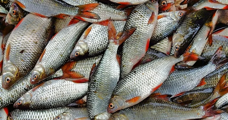Два армянских рыбных хозяйства смогут экспортировать продукцию в РФ