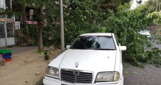 Bakı güclü külək: 41 ağac sındı