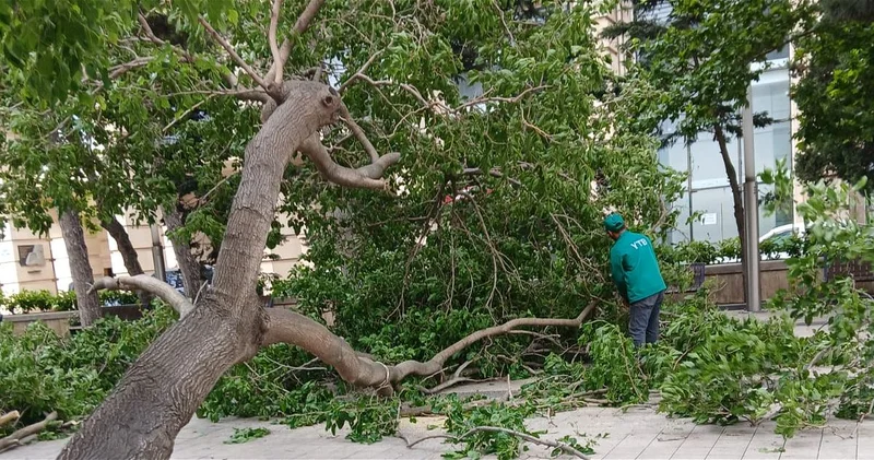 Из за сильного ветра в Баку повалилось 41 дерево ФОТО