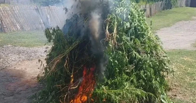 Qaxda narkotik tərkibli bitkilərə qarşı əməliyyat keçirilib