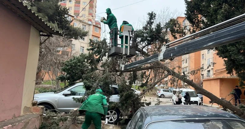 Ночной ветер повредил десятки деревьев в Баку