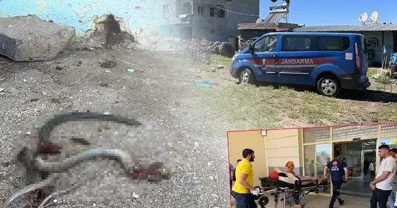 İnanılmaz hadisə: İlanı vurmaq istədi, 5 nəfəri yaraladı