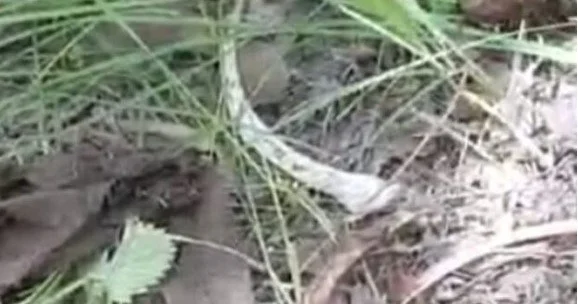 Ağdərədə insana məxsus sümük qalıqları tapıldı FOTO