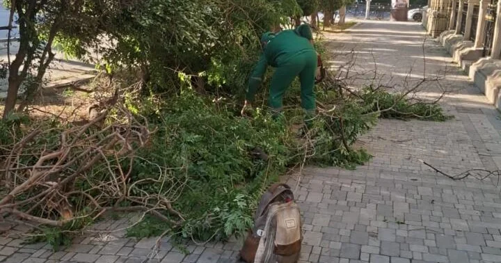 Güclü külək nəticəsində paytaxtda 41 ağacı sınıb FOTO