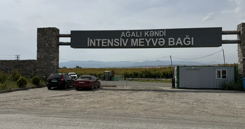 Şərqi Zəngəzurun məhsulu xarici bazarlarda: Ağalı bağlarından ixraca gedən meyvələr