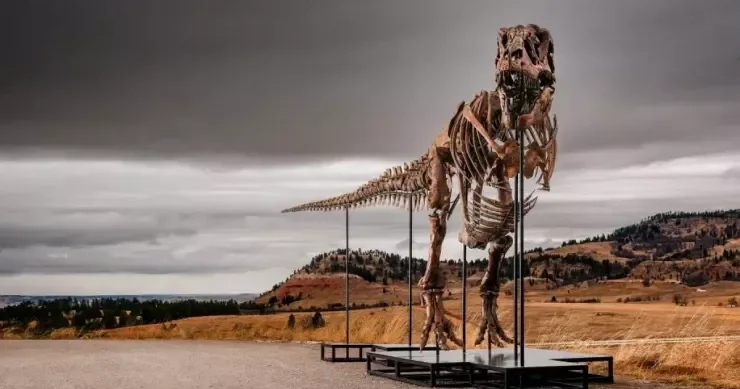 Dinozavr skeleti 20 milyon dollara hərraca qoyulur VİDEO