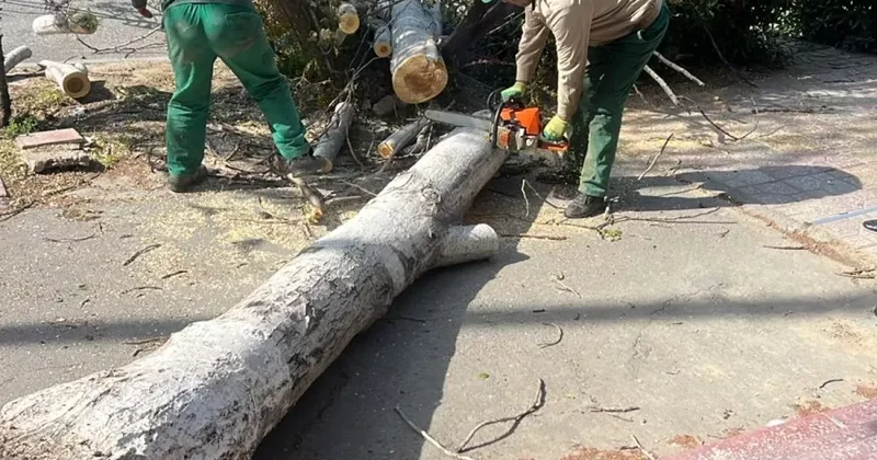 Бушевавший в Баку ураган повалил десятки деревьев ФОТО