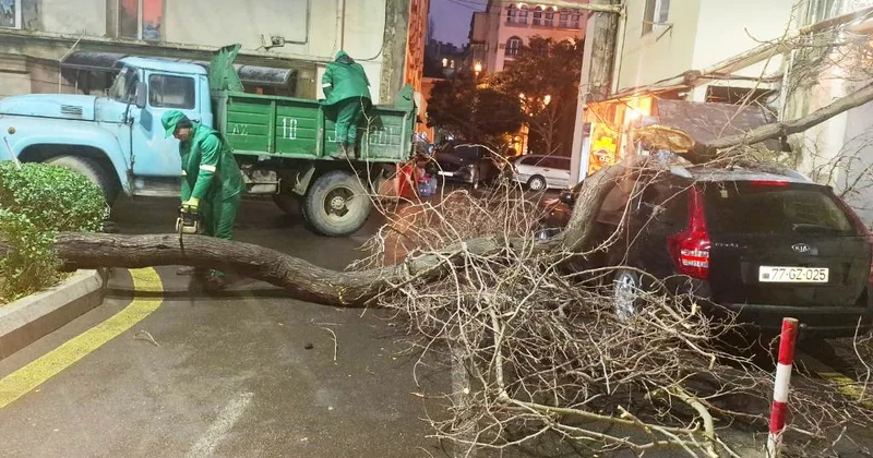 Bakıda küləkli hava fəsadlar törədib: 41 ağac sınıb