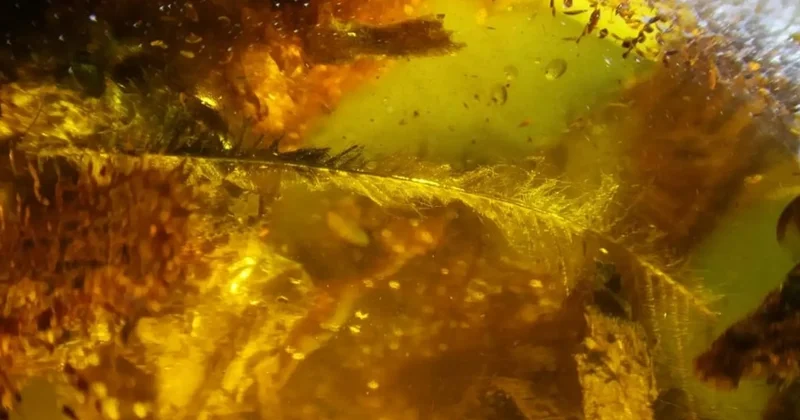40 milyon illik nadir kəhrəba tapıldı FOTO