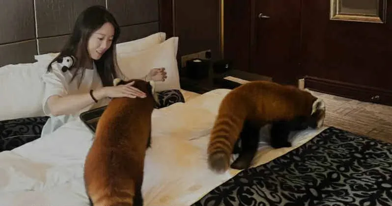 Otelin qırmızı panda xidməti təklif etməsi qalmaqala səbəb olub FOTO