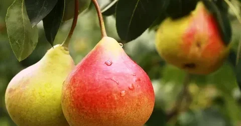 Bu ölkələrə armud tədarük edəcəyik