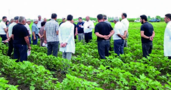 Sabirabadda pambıqçılarla maarifləndirici görüş