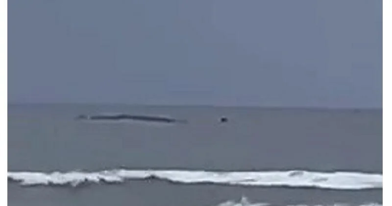 Гигантское существо замечено на берегу Майами ВИДЕО