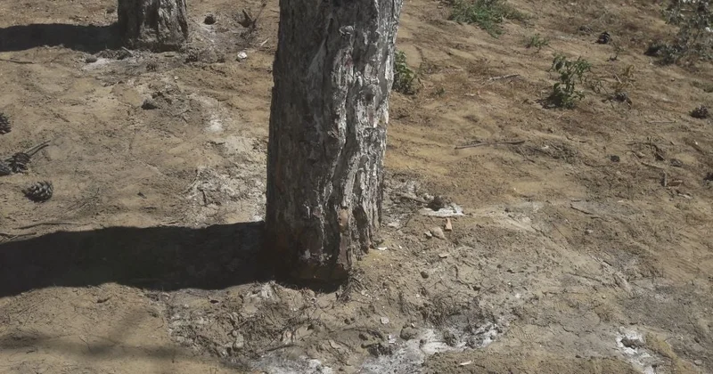 Ağaclar qəsdən qurudulur: Polis hərəkətə keçdi Video