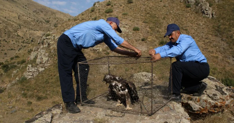 Azərbaycanın Qırmızı Kitabına daxil edilmiş Bürkut təbii yaşayış arealına qaytarılıb