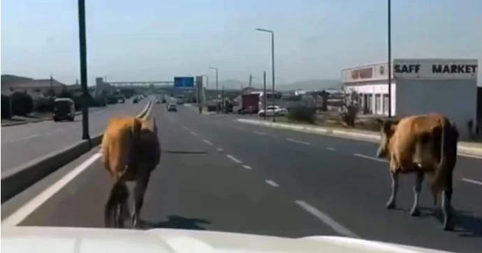 Yola çıxan heyvanlar sürücülərə təhlükə yaratdı VİDEO