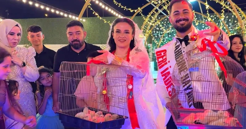 Toyda qızıl əvəzinə 100 cücə hədiyyə etdi
