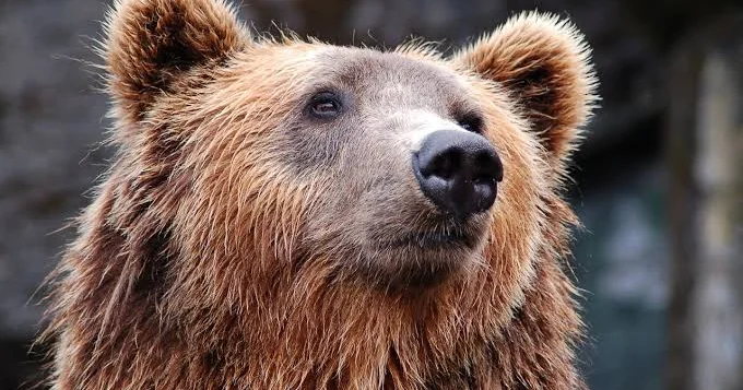 В США зафиксировано рекордное нашествие голодных медведей на города
