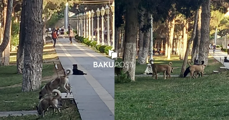 Xırdalan parkını itlər işğal edib: Ərazidə 3 məktəb var, bir faciə baş verərsə...