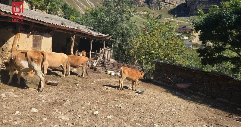 Heyvanlar arasında dabaq TƏŞVİŞİ Rəsmilərdən ZİDDİYYƏTLİ AÇIQLAMA VİDEO